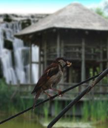 The Rare Swamp Sparrow